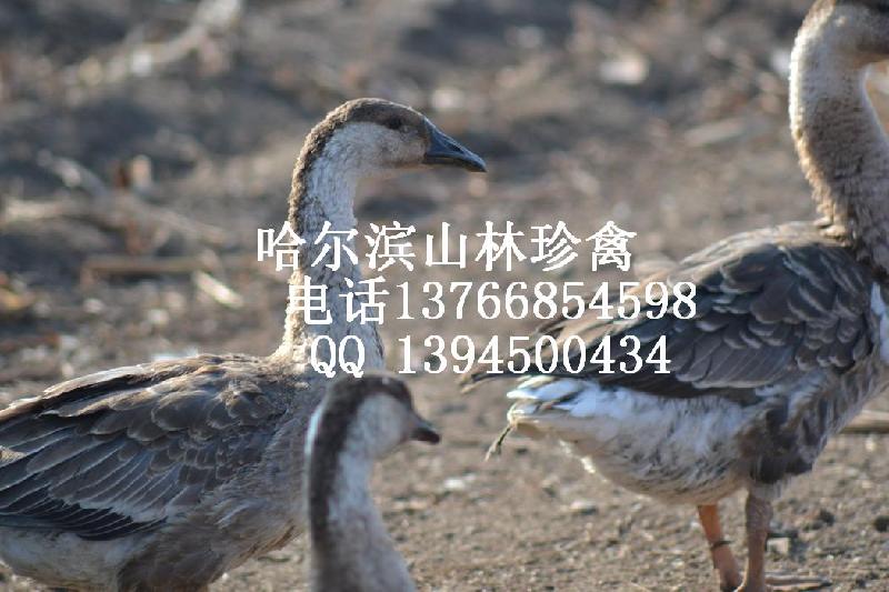 供應(yīng)黑龍江*哈爾濱*綏化*