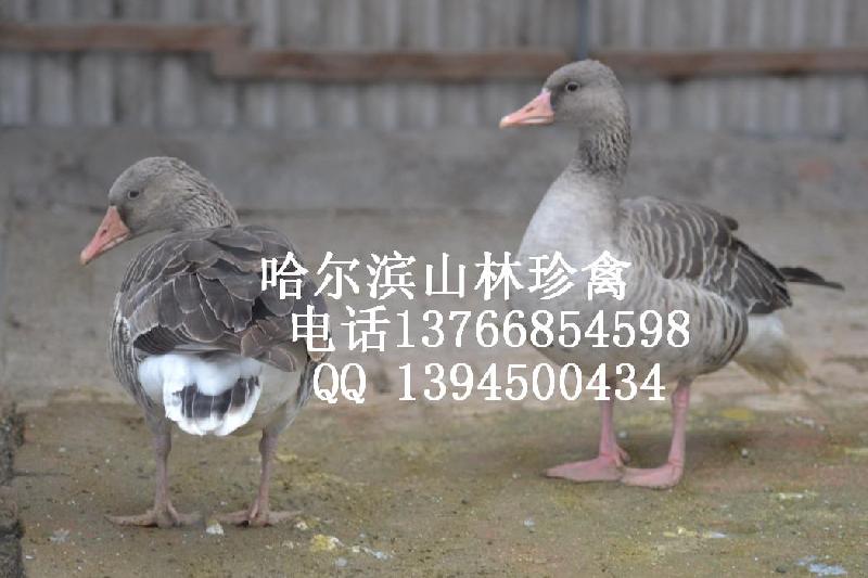 供應(yīng)黑龍江*哈爾濱*綏化*