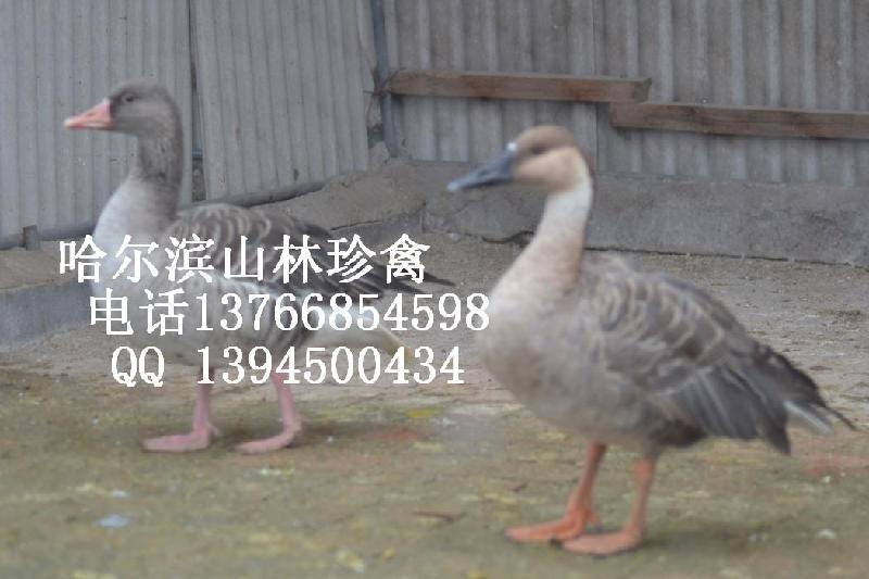 供應(yīng)黑龍江*哈爾濱*綏化*