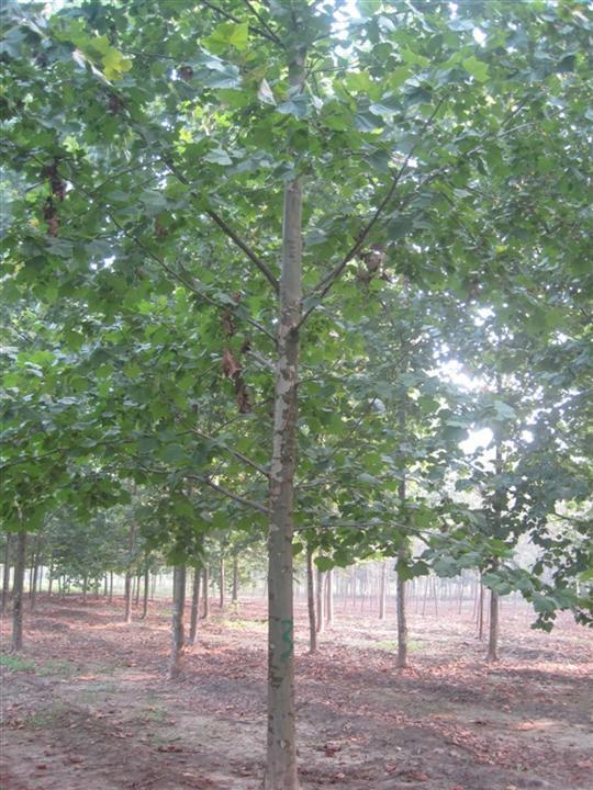 供應(yīng)國(guó)槐山東偉成苗木基地國(guó)槐基地