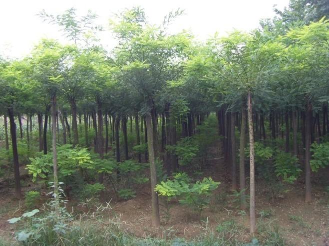 供應(yīng)山東偉成苗木基地國(guó)槐15662667001