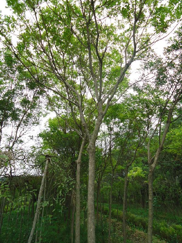 國(guó)槐.法桐.合歡.白蠟.皂角圖片/國(guó)槐.法桐.合歡.白蠟.皂角樣板圖 (4)