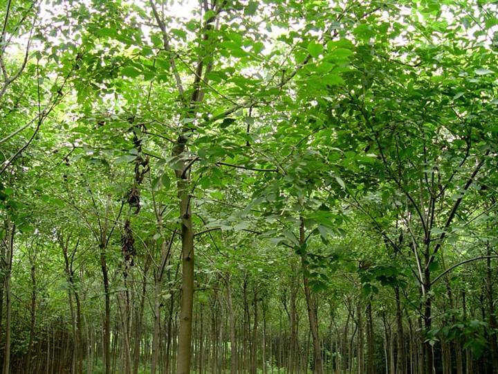 供應(yīng)山東偉成苗木基地國(guó)槐15662667001