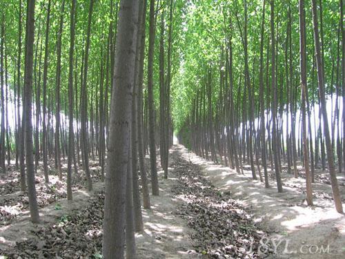 供應(yīng)優(yōu)質(zhì)國槐