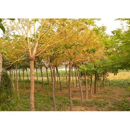山東偉成苗木基地國槐15662667001圖片