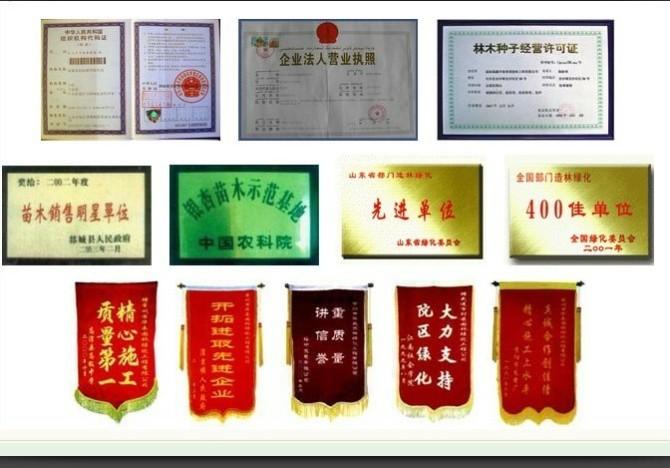 供應(yīng)山東偉成苗木基地國(guó)槐15662667001