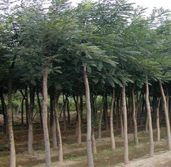 供應(yīng)苗木基地.山東偉成苗木基地.國槐法桐