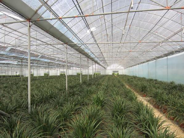 供應蔬菜基地建設合作社溫室大棚價格溫室大棚骨架溫室大棚管