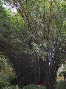 供應(yīng)紫竹，河南紫竹，紫竹價(jià)格，紫竹產(chǎn)地，紫竹報(bào)價(jià)，河南紫竹