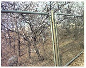 供應(yīng)散養(yǎng)雞用什么圍網(wǎng)養(yǎng)山雞用的圍網(wǎng)