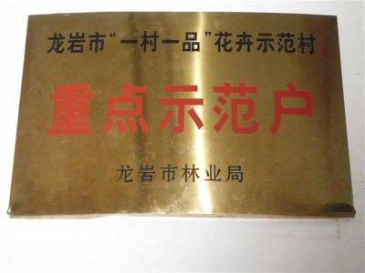 供应福建富贵籽金玉满堂红；蟹爪兰；常春藤批发