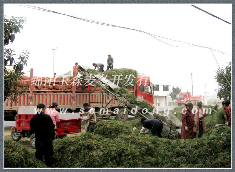 供應(yīng)麥門冬重慶麥門冬綠化麥門冬