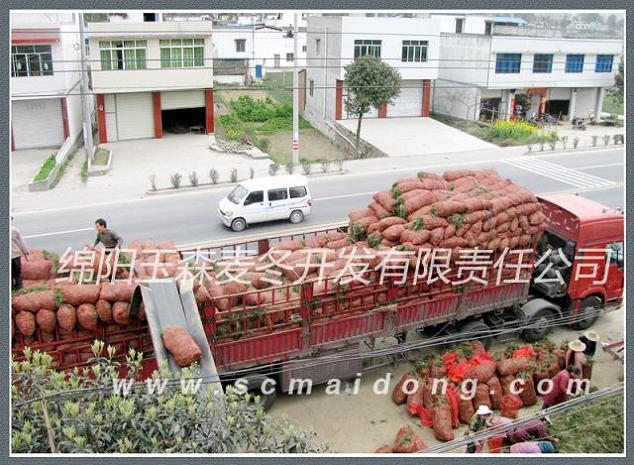 重慶細(xì)葉麥門冬草批發(fā)基地-三臺(tái)麥冬苗批發(fā)、促銷價(jià)格、產(chǎn)地貨源