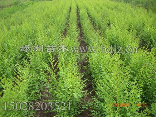 供應(yīng)供應(yīng)8公分金葉榆 高質(zhì)量金葉榆 保定金葉榆，中華金葉榆優(yōu)質(zhì)供應(yīng)商