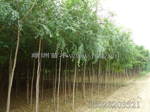 供應(yīng)供應(yīng)8公分金葉榆 高質(zhì)量金葉榆 保定金葉榆，中華金葉榆優(yōu)質(zhì)供應(yīng)商