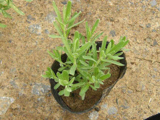 薰衣草種苗|山東哪里有薰衣草盆栽基地|山東薰衣草盆栽基地|薰衣草攝影基地* 薰衣草盆栽 景觀園*薰衣草盆栽