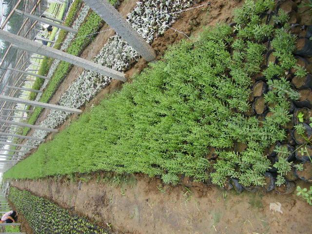 薰衣草種苗|山東哪里有薰衣草盆栽基地|山東薰衣草盆栽基地|薰衣草攝影基地* 薰衣草盆栽 景觀園*薰衣草盆栽