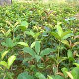 供應(yīng)湖北桂花苗