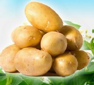 供應(yīng)馬鈴薯保鮮庫(kù)