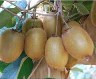 供應(yīng)現(xiàn)代化農(nóng)業(yè)園區(qū)建設(shè)