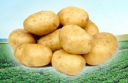 供應農(nóng)產(chǎn)品物流配送冷庫