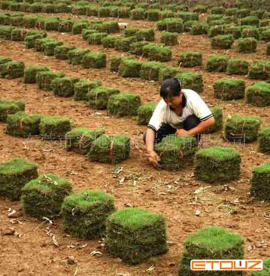 供应海南台湾草皮低价直销，海南台湾草皮厂家直销图片