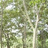 供應(yīng)意楊多少錢，意楊多少錢一棵，意楊多少錢可以買