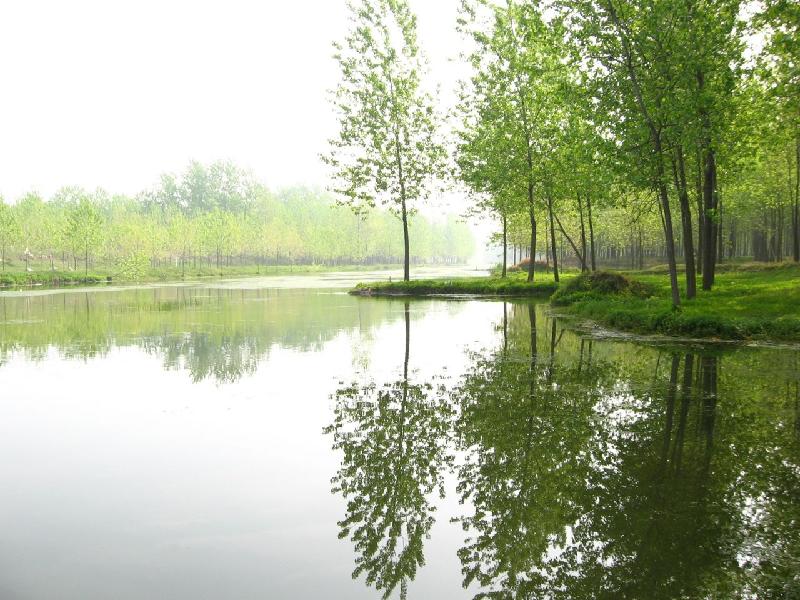 供應(yīng)意楊樹(shù)江蘇意楊樹(shù)批發(fā)江蘇意楊樹(shù)供應(yīng)商江蘇意楊樹(shù)供應(yīng)商