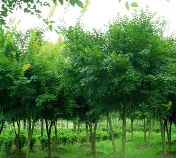 盐城市鸡爪槭厂家鸡爪槭供应商/种植基地