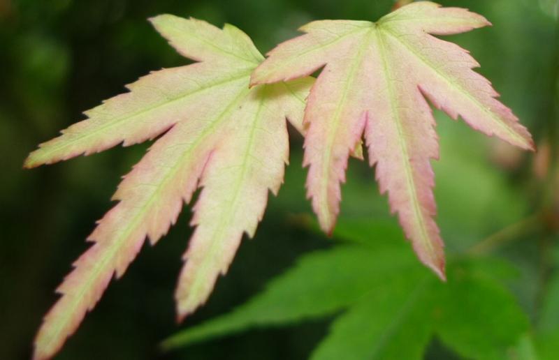 鸡爪槭鸡爪槭供应商/种植基地