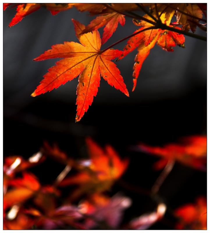 供應(yīng)紅楓就是紅楓樹(shù)批發(fā)美國(guó)紅楓小苗批發(fā)美國(guó)紅楓小苗批發(fā)價(jià)格