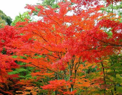 供應(yīng)紅楓就是紅楓樹(shù)批發(fā)美國(guó)紅楓小苗批發(fā)美國(guó)紅楓小苗批發(fā)價(jià)格