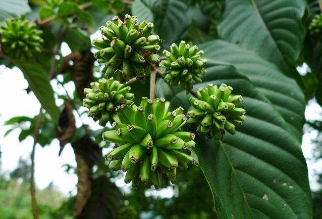 供應(yīng)喜樹江蘇喜樹種植基地江蘇喜樹苗批發(fā)價格蘇州喜樹供應(yīng)商