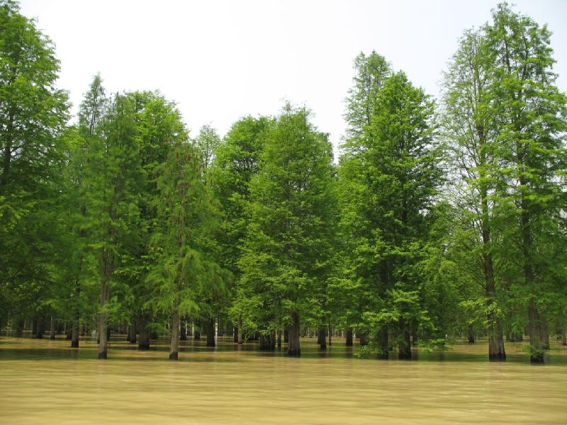 供應(yīng)水杉樹(shù)水杉江蘇水杉樹(shù)種植蘇州水杉樹(shù)種植技術(shù)水杉樹(shù)批發(fā)