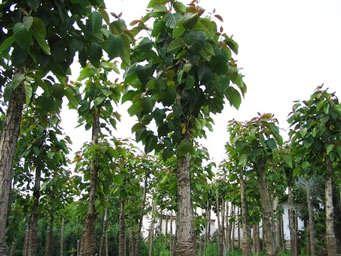 供應(yīng)喜樹江蘇喜樹種植基地江蘇喜樹苗批發(fā)價格蘇州喜樹供應(yīng)商