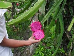 紅肉火龍果苗生產(chǎn)廠家圖片