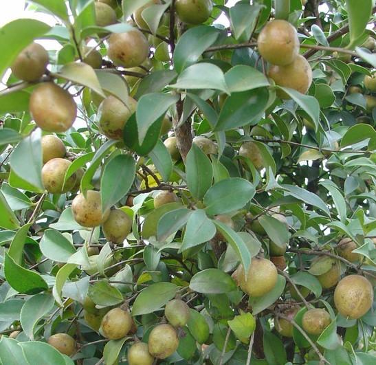 供應白花油茶