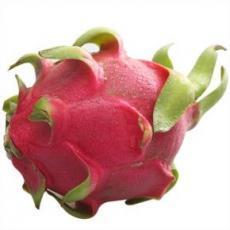 供應紅肉火龍果苗批發(fā)價