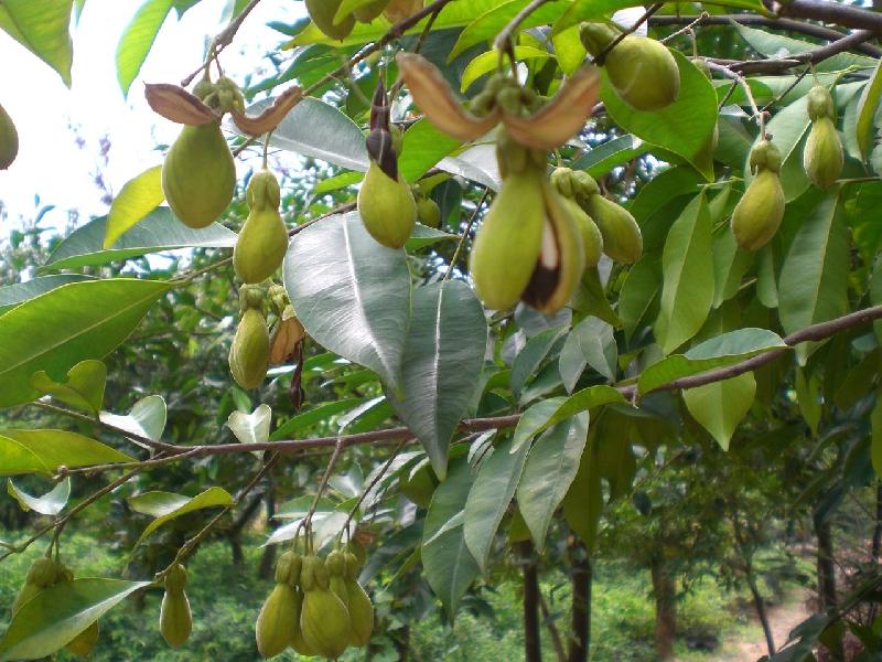 供應(yīng)沉香壯苗