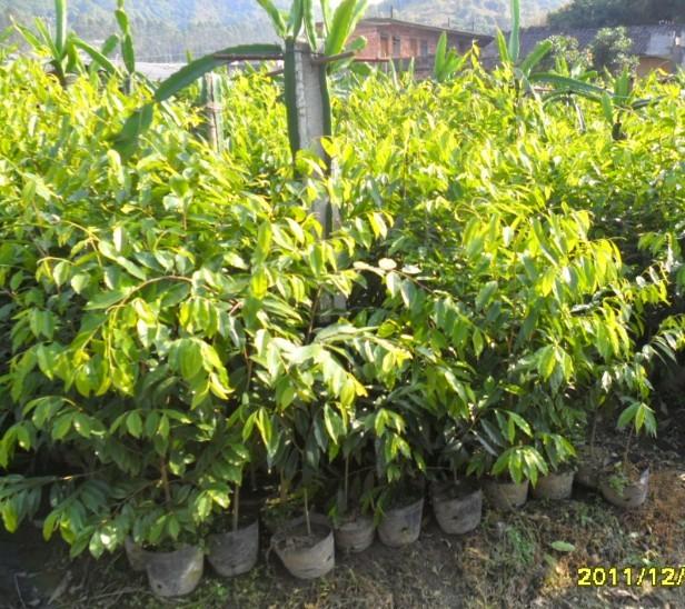 供應(yīng)沉香大杯苗，沉香中杯苗，沉香小杯苗