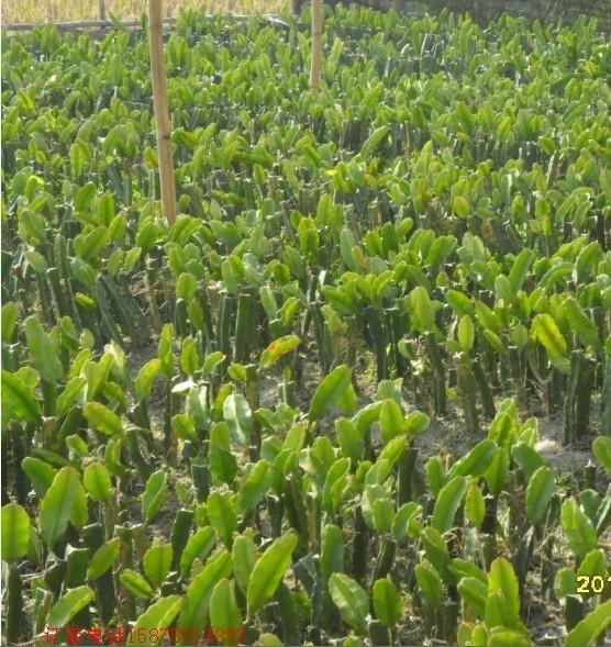 供應(yīng)紅肉火龍果苗生產(chǎn)廠家