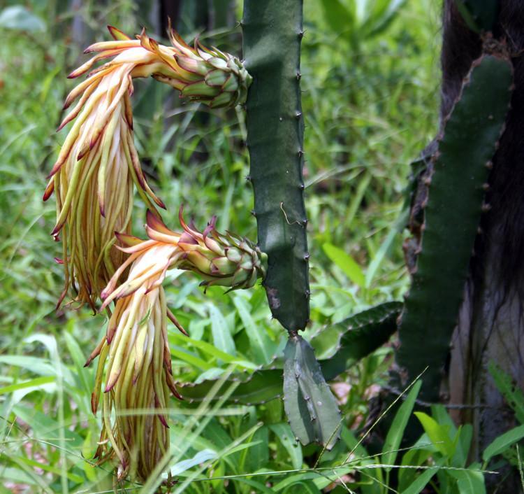 供應(yīng)四川火龍果苗批發(fā)價(jià)格