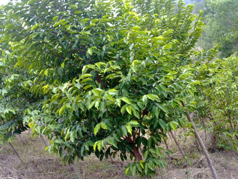 供應白木香樹苗貨真價實