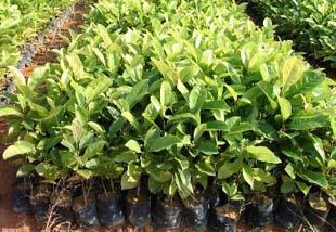 供應(yīng)楠木種苗大量批發(fā)