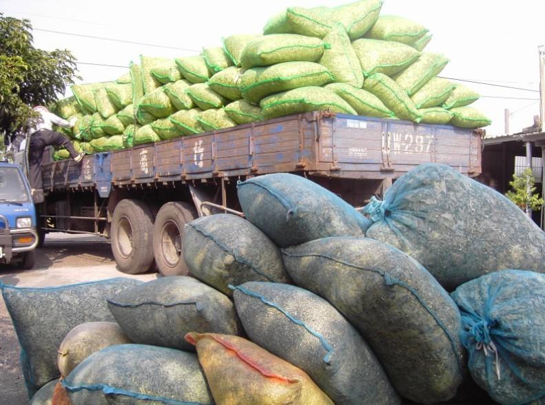 供應(yīng)沉香葉批發(fā)