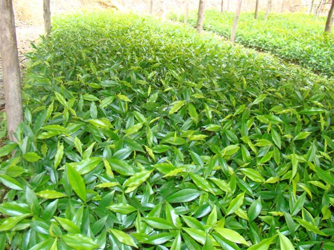 供應(yīng)白木香苗生產(chǎn)基地
