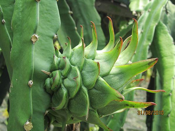 供應紅肉火龍果種植基地