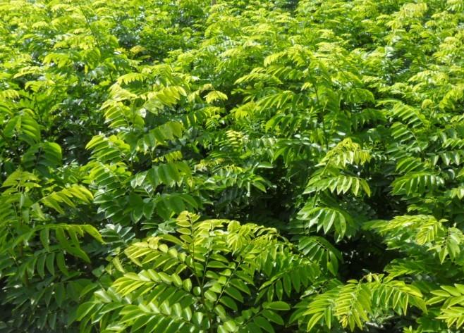 供應(yīng)黃花梨木苗價(jià)格