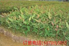 供應(yīng)桉樹苗*甩賣