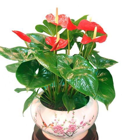 上海綠化植物租賃服務(wù)圖片